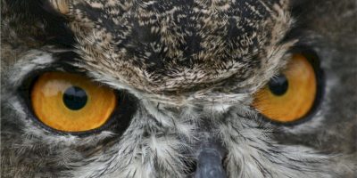 Owl eyes.