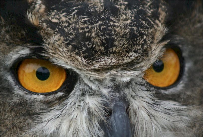 Owl eyes.