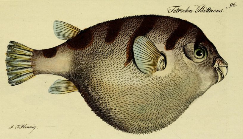 Pufferfish.